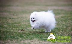 狗狗发育成长的几点常见问题回答