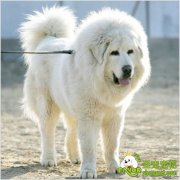 养狗狗的时候应当让狗狗多喝水