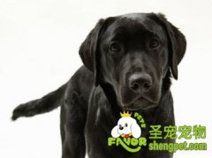 拉布拉多导盲之无障碍平路训练