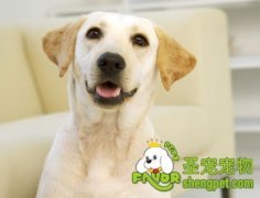 拉布拉多导盲训练之有障碍预警训练