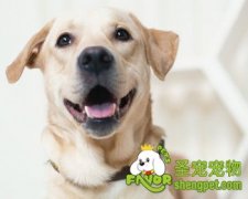 拉布拉多导盲训练之遵守交通信号