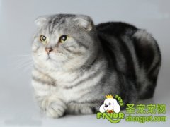 猫咪的致命食物之葱、蒜等附加调味类
