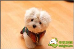 各种疾病引起的狗狗咳嗽