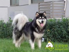 狗狗口腔炎疾病的诊断和治疗方法