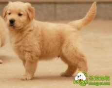 狗狗慢性肾小球肾炎的病因和治疗方法