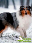 狗狗怀孕过程中都需要准备什么