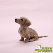 在选购狗狗时要注意哪些事项