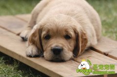 养狗狗在室内养好还是在室外养好