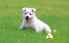 多让狗狗运动对狗狗有好处