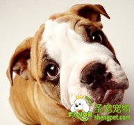 训练狗狗要懂得奖罚