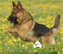 训练警犬常用的装备