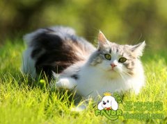 猫咪的致命食物之海鲜类