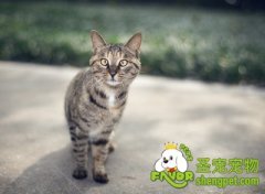 猫咪的致命食物之肉骨类