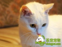 给猫猫修甲需要的用品
