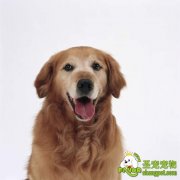 狗狗各种贫血病的诊断和治疗方法