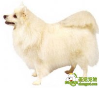 狗狗患上库兴氏样病的原因和治疗方法