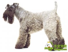 狗狗维生素缺乏症的诊断和治疗方法