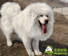 狗狗从怀孕到生产期该如何护理