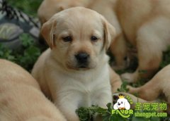 饲养狗狗别忘了定期接种狂犬病疫苗