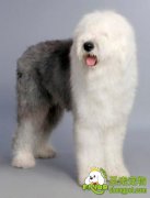 在买狗狗时首先要注意狗狗是否挑食