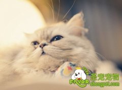 让猫咪乖乖剪指甲的方法