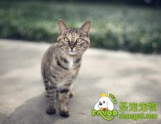 猫咪的致命食物之其他