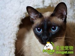 改善和猫咪关系之日常殷勤法