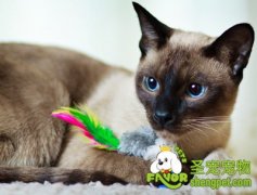 改善和猫咪关系之日久生情法