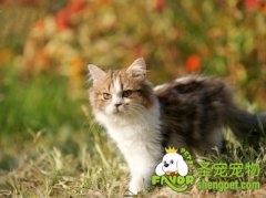 给猫咪洗澡的步骤