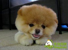 狗狗胃内有异物的诊断和治疗方法