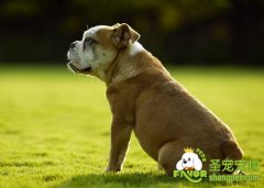 狗狗心肌炎的诊断和治疗方法