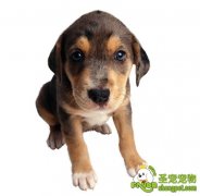 狗狗心力衰竭病症的防治方法