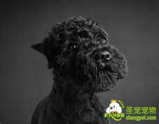 怎样让狗狗不挑食