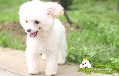 狗狗脚趾的几点误区