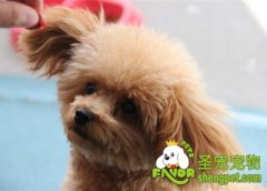 贵宾犬不同阶段的护理方法