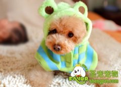 初养贵宾犬的注意事项