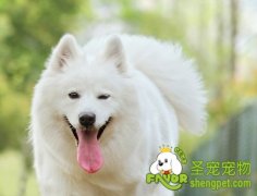 饲养萨摩耶犬须知的十大方面