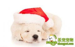 狗狗咽炎的病因和治疗方法