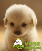 狗狗支气管炎病症的诊断和治疗方法