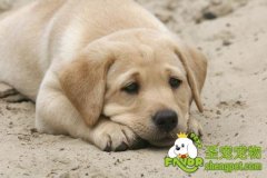 如何预防狗狗患肾结石