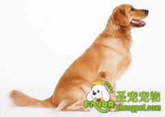 金毛犬与拉布拉多犬的区别