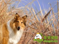 让狗狗不向其它狗狗挑衅的方法