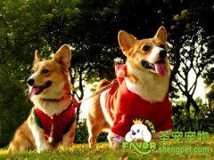 训练狗狗习惯人打交道