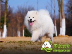 教你一眼看出狗狗是否健康