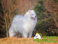 培养狗狗好习惯之不乱吃东西的训练