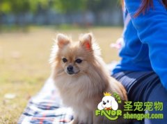 狗狗去屑的七个生活技巧