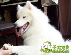 教会狗狗握手的方法