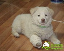 狗狗脚受伤了该怎么办