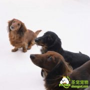 狗狗流产的流产介绍