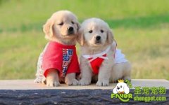 你知道该如何挑选狗狗吗